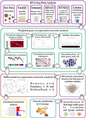 Differential Co-Expression Network Analysis Reveals Key Hub-High Traffic Genes as Potential Therapeutic Targets for COVID-19 Pandemic